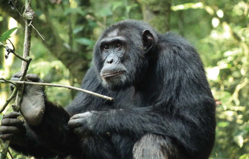 Gameparks Gorilla’s and Chimps in Uganda