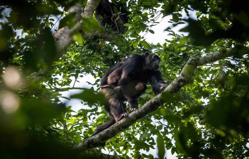 5 Days Uganda Primates Adventure