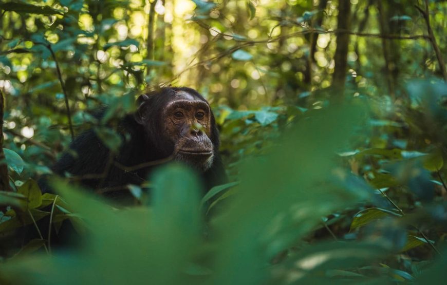 3 Days Gorilla Trekking Safari in Mgahinga National Park