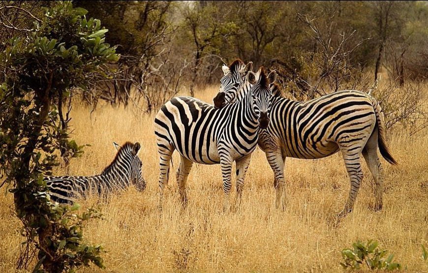 11 Days Kenya Tanzania Safari