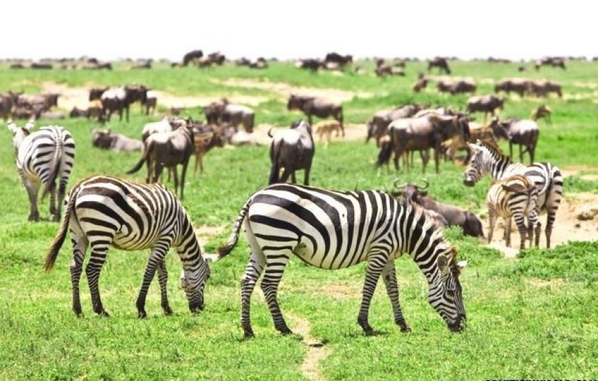 12 Days  11 Nights Tanzania Kenya  Road Package