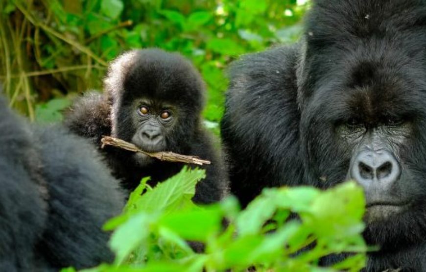 6 Days Uganda Gorilla Trekking Safari