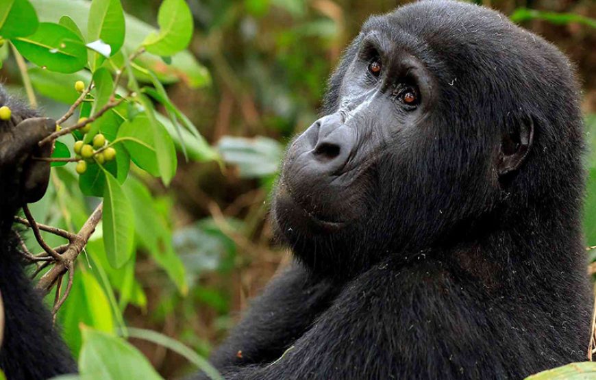 6 Days Uganda Gorilla Trekking Safari