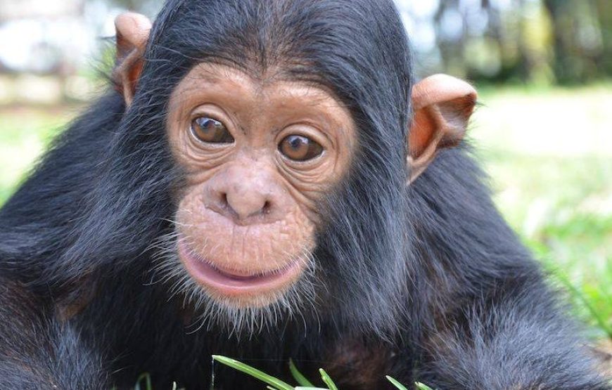 1 Day Ngamba Island Chimpanzee Sanctuary Tour