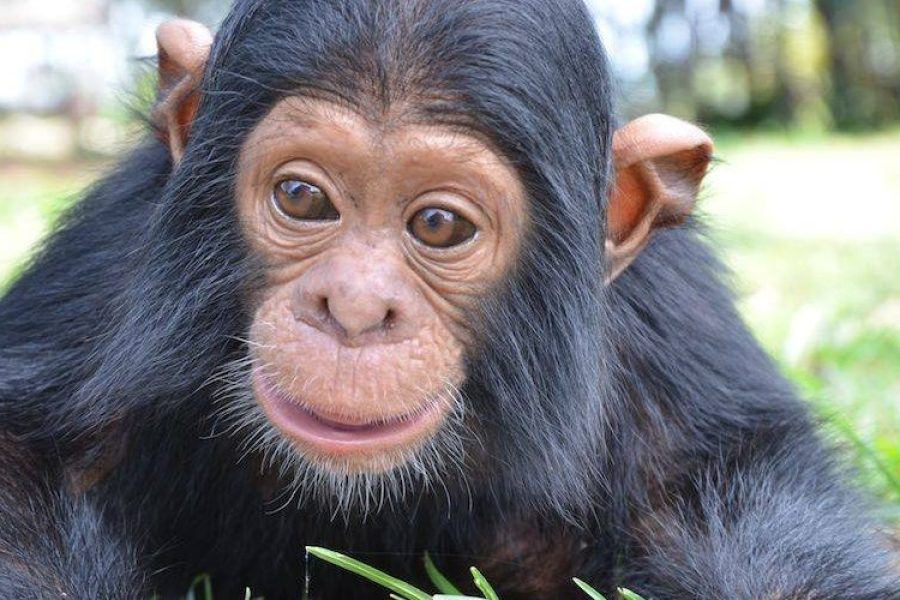 1 Day Ngamba Island Chimpanzee Sanctuary Tour