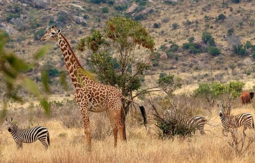 11 Days 10 Nights Kenya and Tanzania Wildlife Safari.