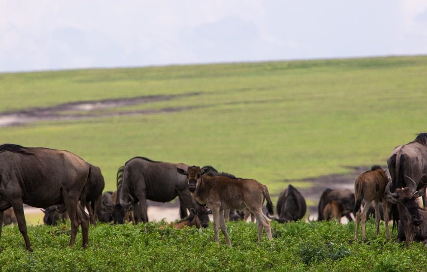 10 Days 9 Nights Kenya and Tanzania Safari.