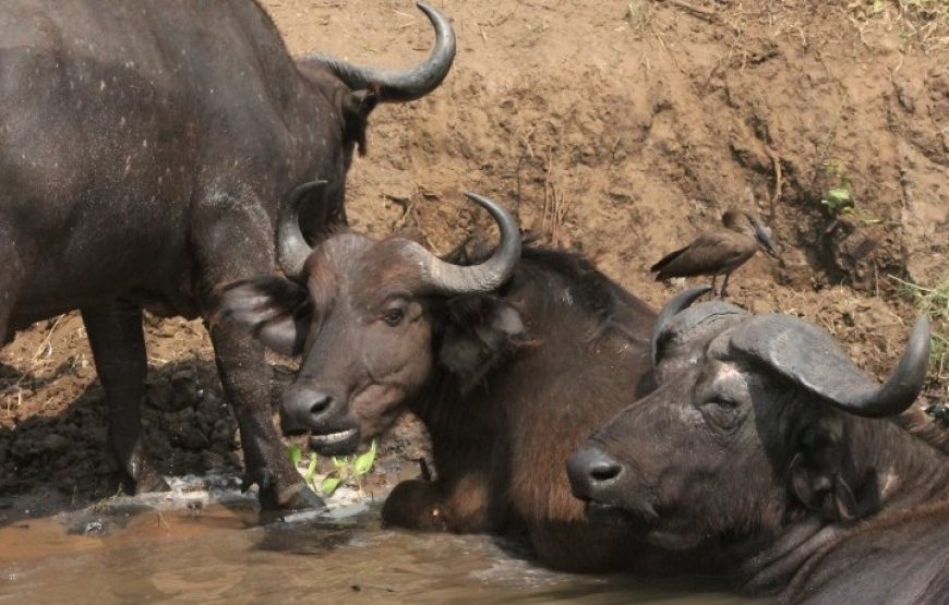 8 Days Uganda Primates and Wildlife Safari