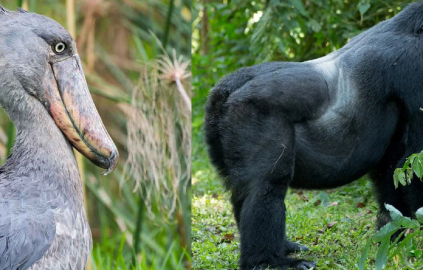 11 days Uganda birding and Gorilla Safari