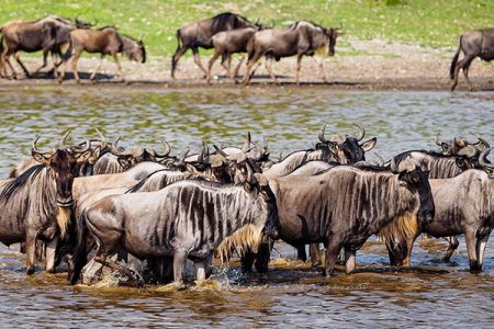 Excellent 7 Days 6 Nights Tanzania Wildlife Safari.