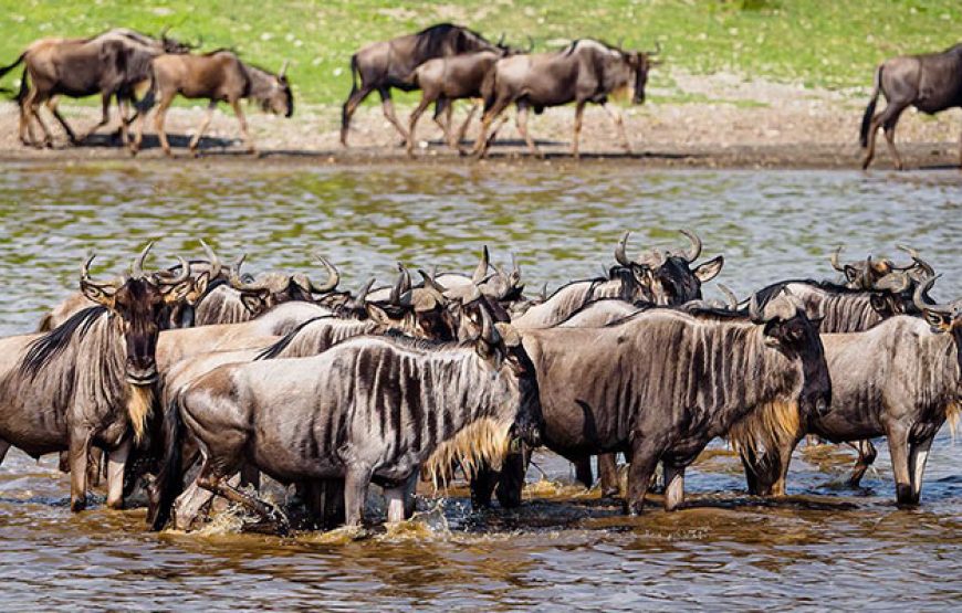 Excellent 7 Days 6 Nights Tanzania Wildlife Safari.