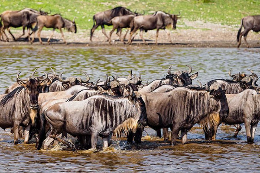 Excellent 7 Days 6 Nights Tanzania Wildlife Safari.