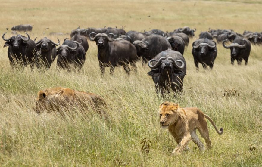 9 Days 8 Nights Kenya and Tanzania Standard Wildlife Safari.