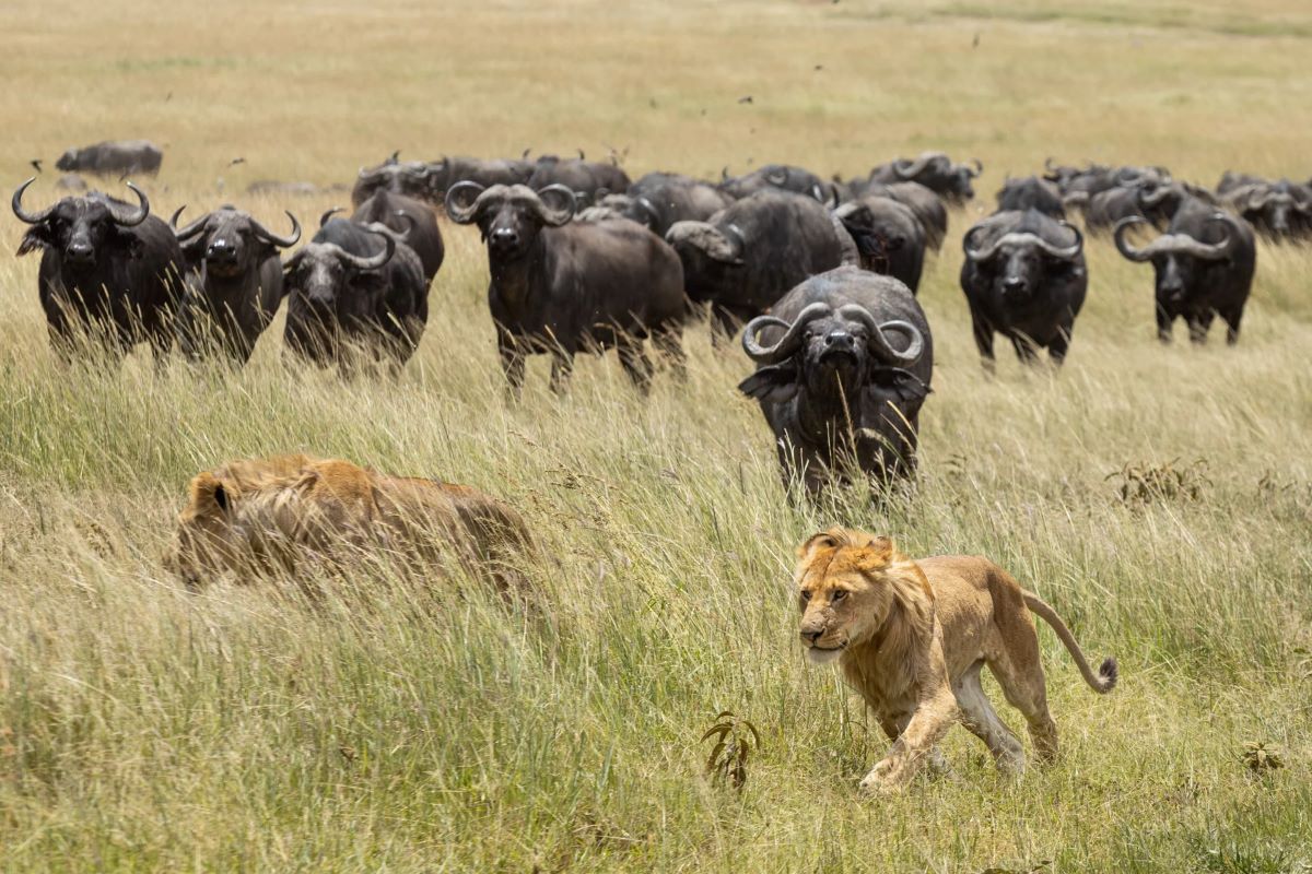  Day 5: Masai Mara National Reserve