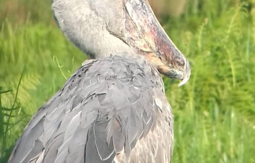 3 Days Queen Elizabeth NP