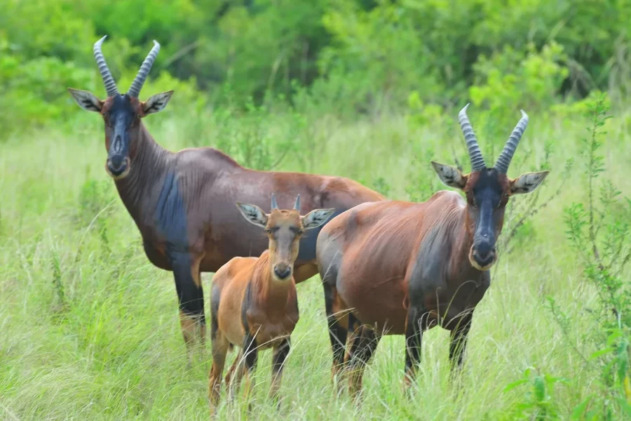 6 Days Western Uganda Safari