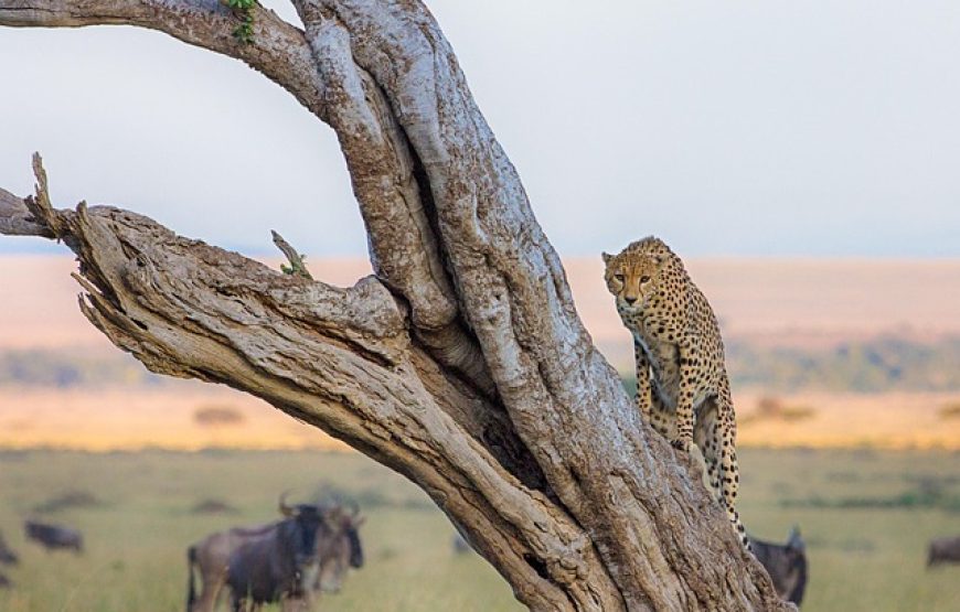 14 Days 13 Nights Kenya and Tanzania Wildlife Safari-Luxury Safari