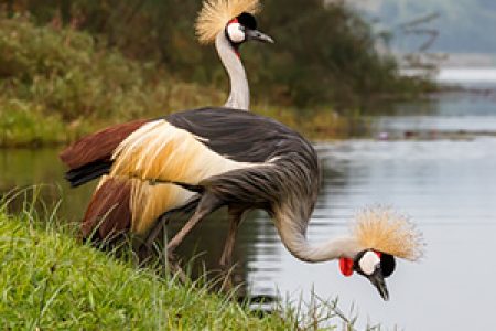 11 days Uganda birding and Gorilla Safari