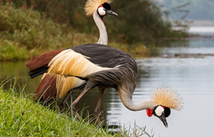 11 days Uganda birding and Gorilla Safari