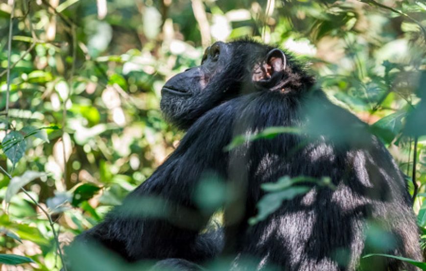 5 Days Gorillas & Chimps