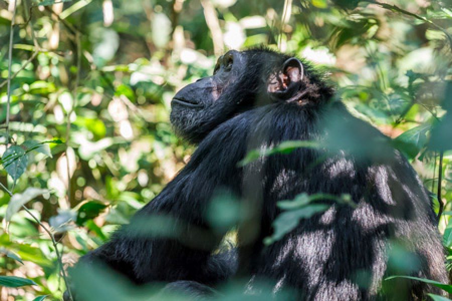 5 Days Gorillas & Chimps