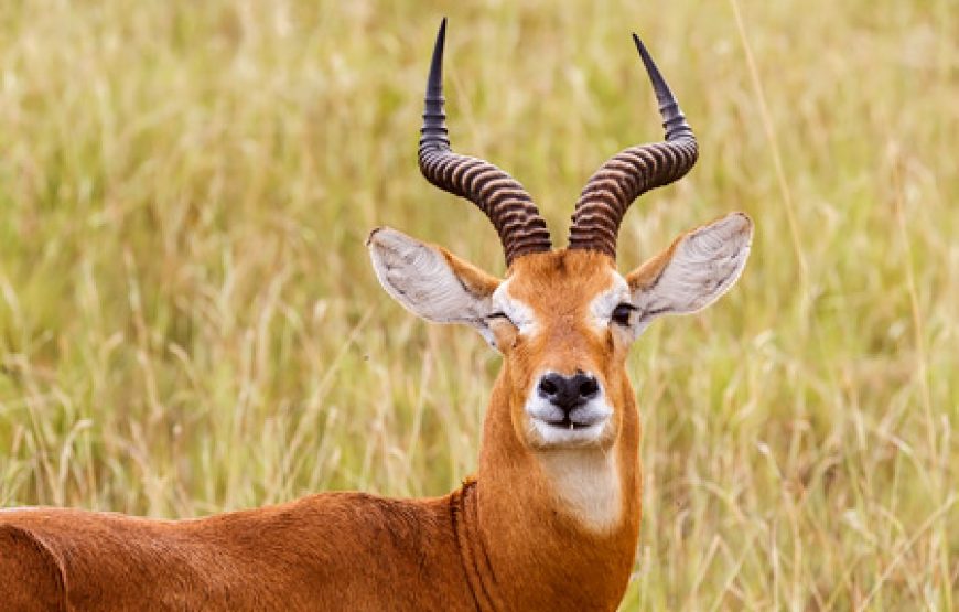 7 Days One Amazing African Week