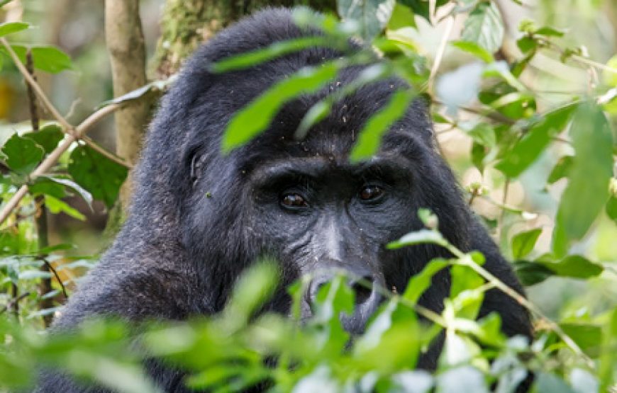 7 Days Gorillas, Chimps & QENP