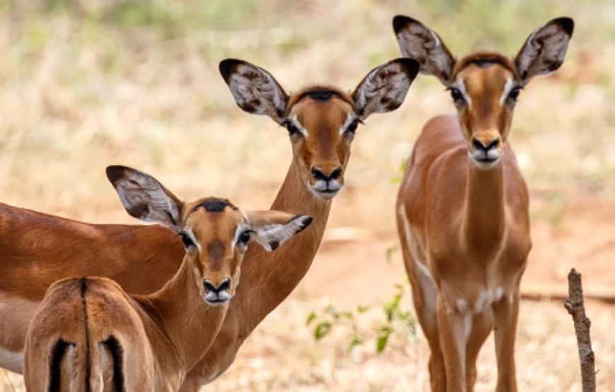 7 Days One Amazing African Week