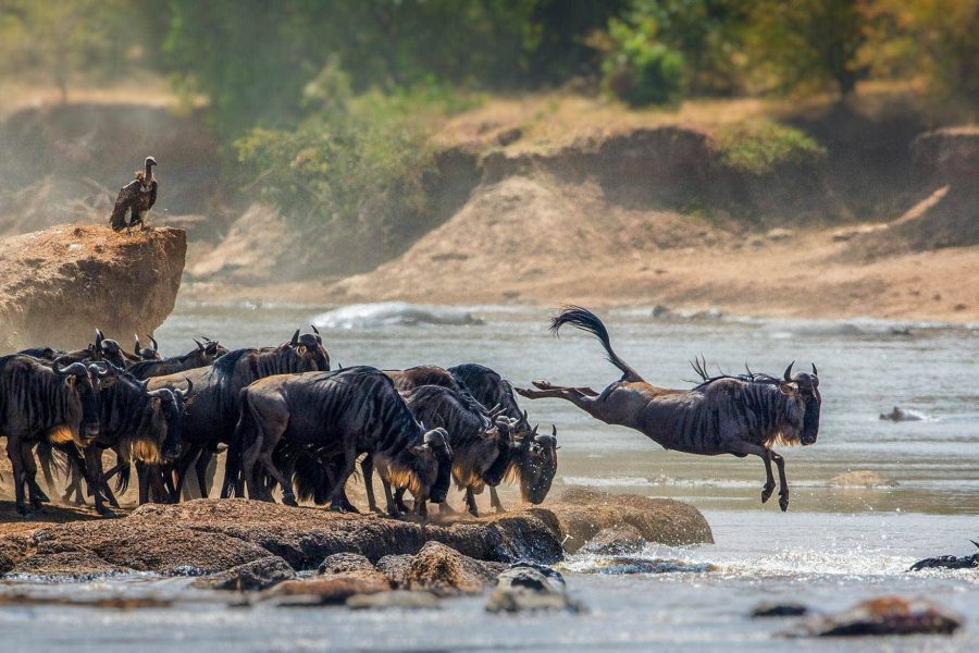 10 Days 9 Nights Kenya and Tanzania Safari.