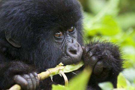 3 Days Uganda Gorilla Trekking Safari in Bwindi Impenetrable National Park