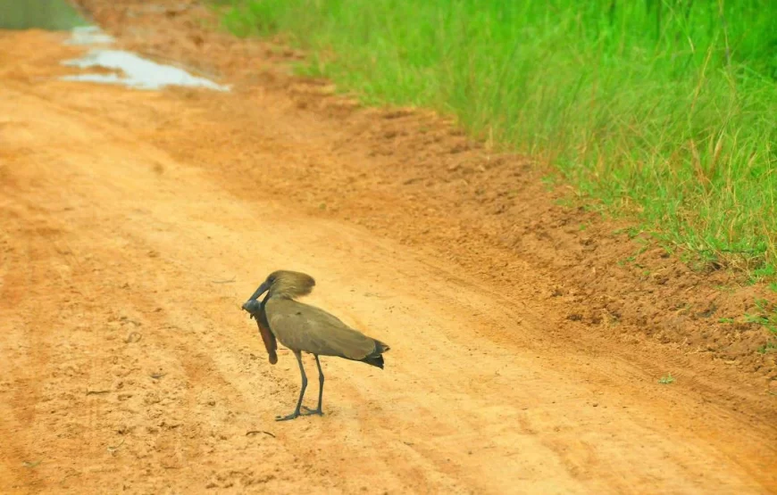 7 Days January Tour in Uganda