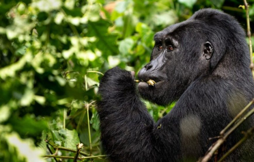 3 Days Gorilla Encounter and Bunyonyi