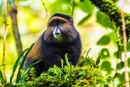 3 Days Gorilla Encounter and Bunyonyi