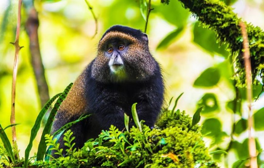 3 Days Uganda Golden Monkey Tracking Tour