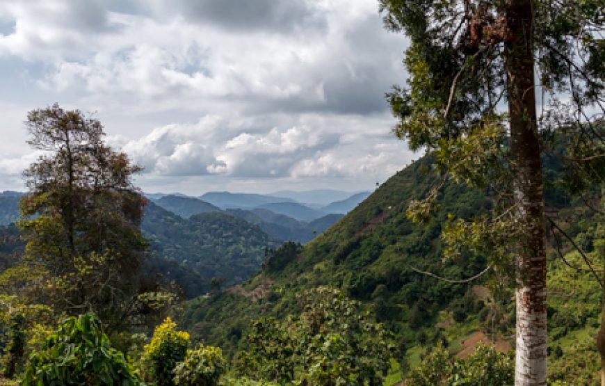 4 Days Gorillas & Volcanoes