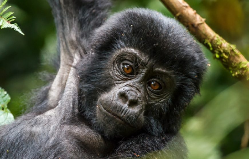 7 Days Gorillas, Chimps & QENP