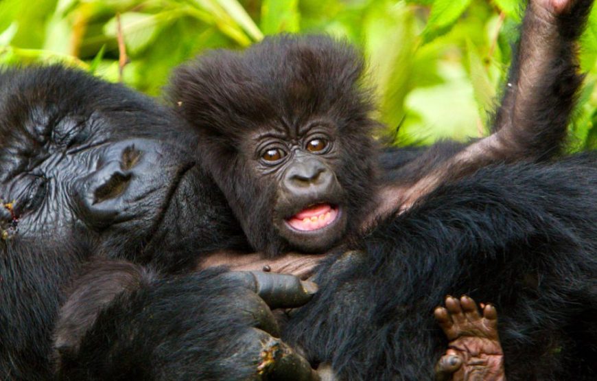 3 Days Gorilla Encounter and Bunyonyi