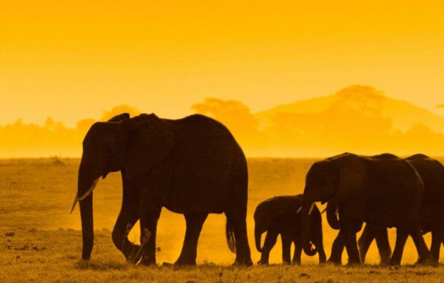 5 Days 4 Nights Kenya Wildlife STANDARD Safari.