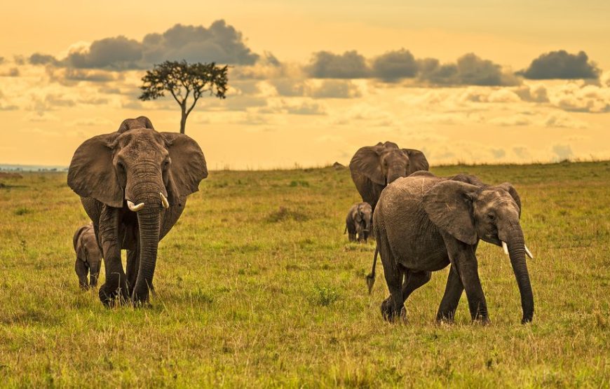 5-Day, 4-Night Kenya Wildlife Luxury Safari