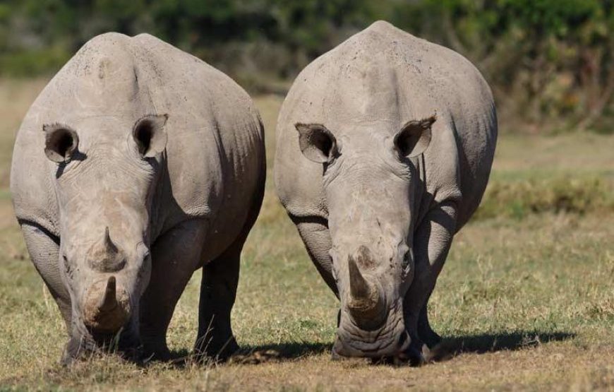 6 Days Uganda Luxury Safari