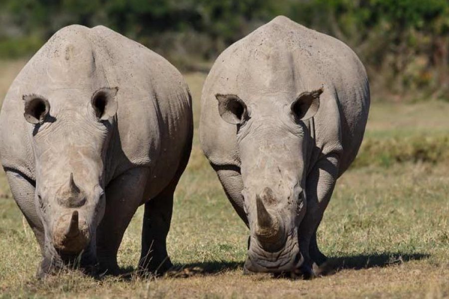 5 Days Ol Pejeta Conservancy and Uganda Gorilla Safari