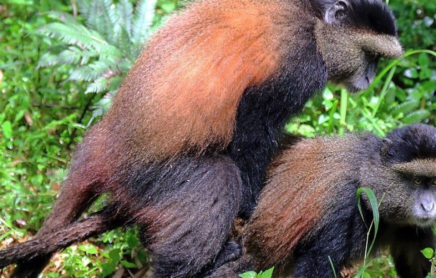 4 Days Uganda Gorillas and Golden Monkey Safari