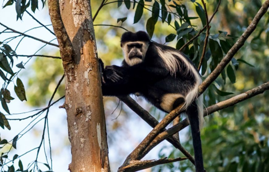 3 Days Uganda Golden Monkey Tracking Tour