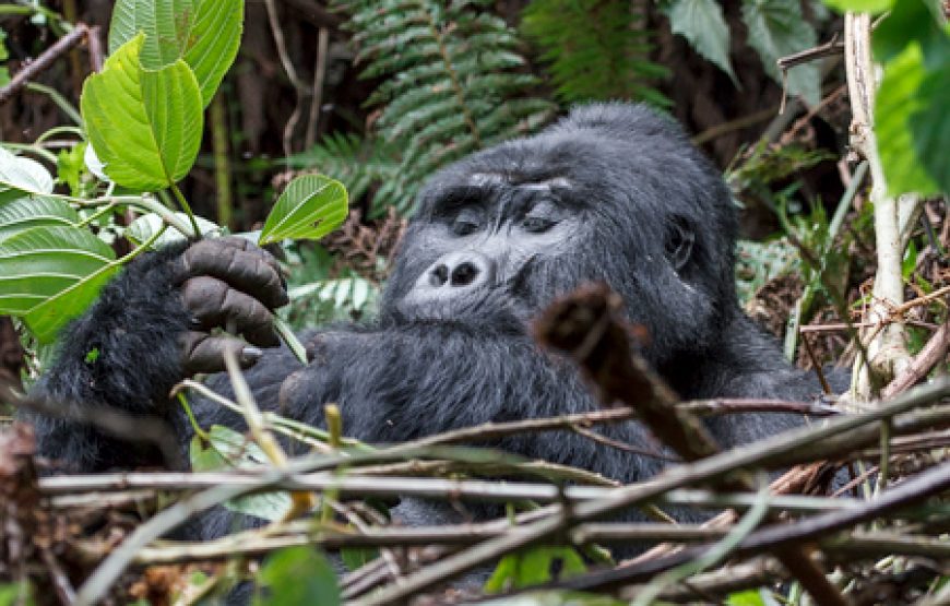 7 Days Gorillas, Chimps & QENP