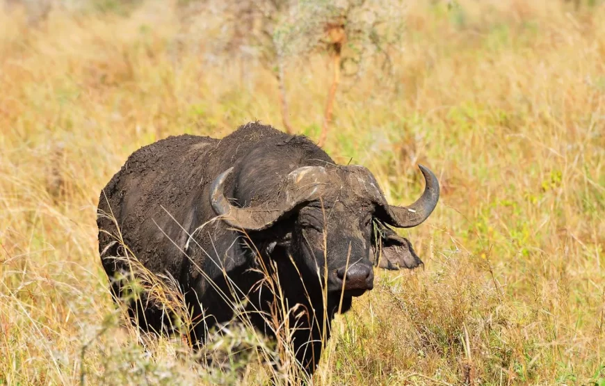 7 Days January Tour in Uganda