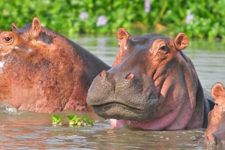 8 Days Uganda Primates and Wildlife Safari