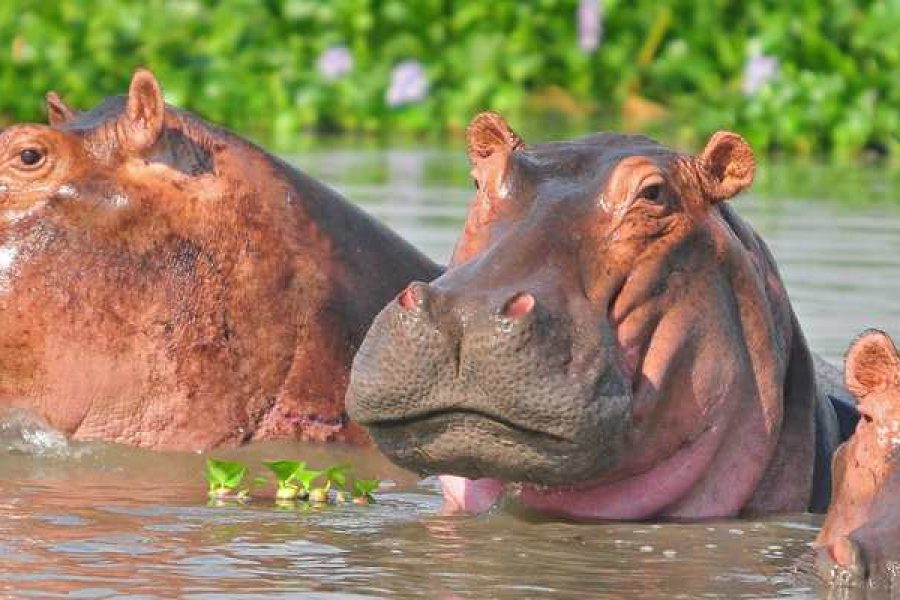 8 Days Uganda Primates and Wildlife Safari