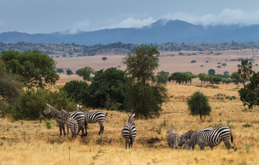 4 Days Gorillas & Volcanoes