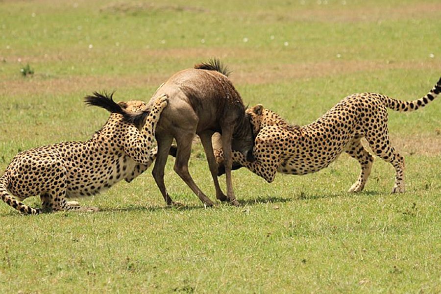 days masai mara nakuru amboseli tsavo west tsavo east