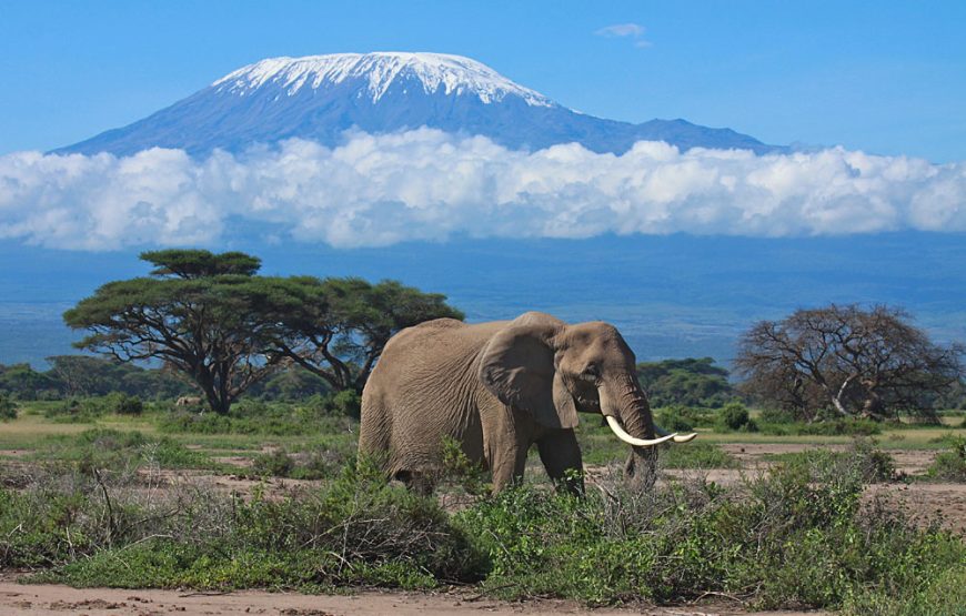 14 Days 13 Nights Kenya and Tanzania Wildlife Safari-Luxury Safari